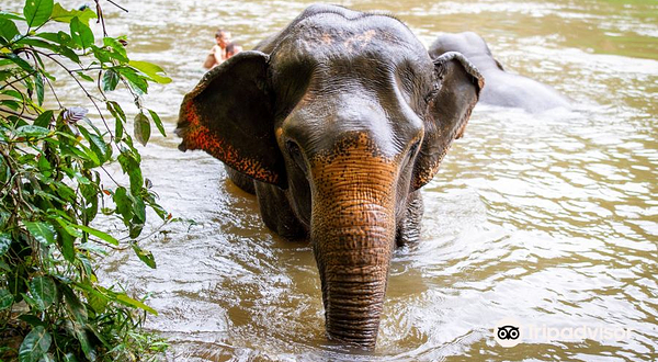 Elephant Haven Thailand