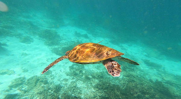 Daymaniyat Islands Nature Reserve