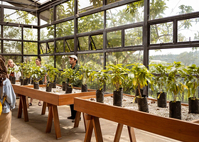 Hacienda Alsacia Starbucks Coffee Farm