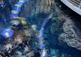 斯坦哈特水族馆