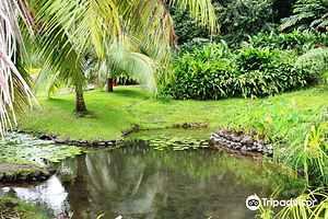 The Water Gardens of  Vaipahi