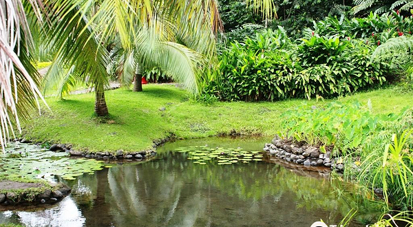 The Water Gardens of  Vaipahi