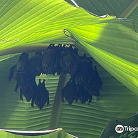 La fortuna Hikes and Trails