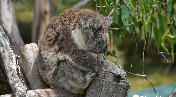 菲利普岛自然公园-考拉保护中心