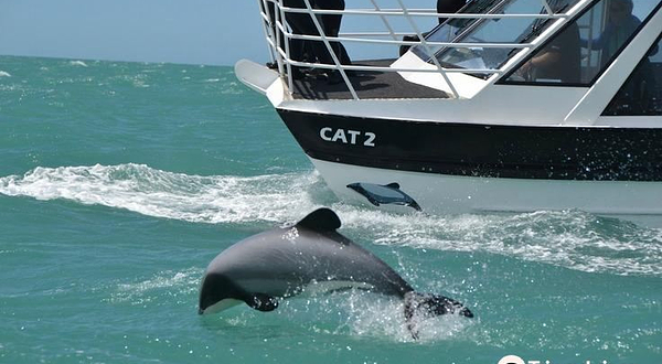 黑猫号游艇观海豚之旅