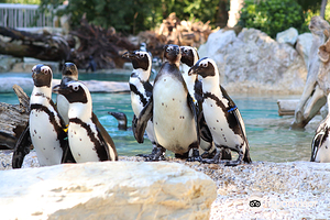 Giardino Zoologico di Pistoia