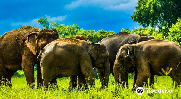 康达大象保护区