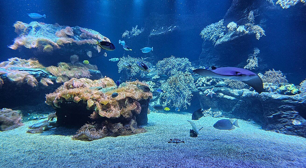 Loebbecke-Museum und Aquazoo