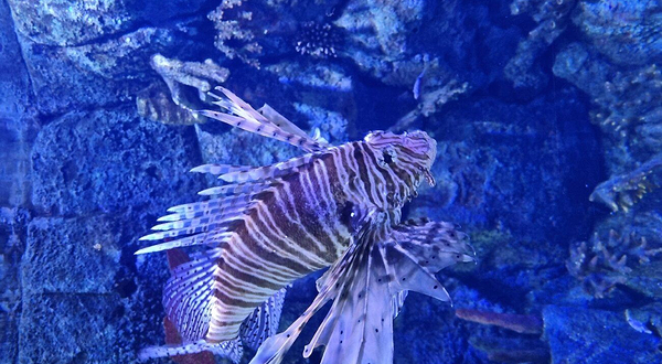 Atlantis Aquarium Madrid