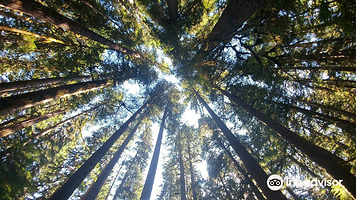 奥林匹克国家森林公园