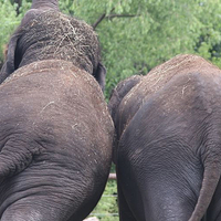 老挝大象保护村