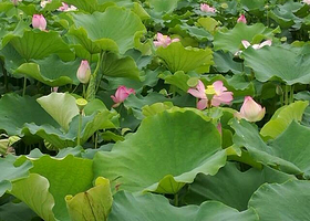 中原荷花博览园