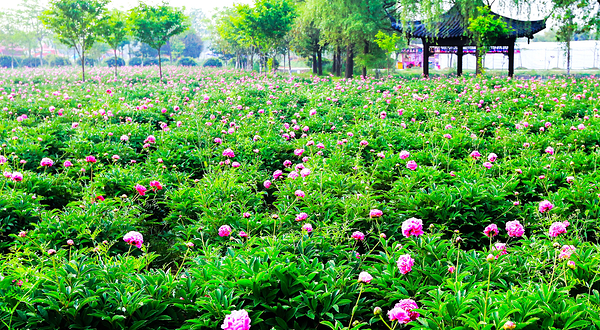 扬州芍药园