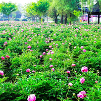 扬州芍药园