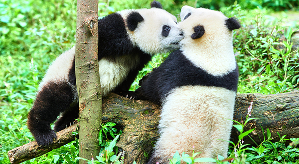 中国保护大熊猫研究中心雅安碧峰峡基地