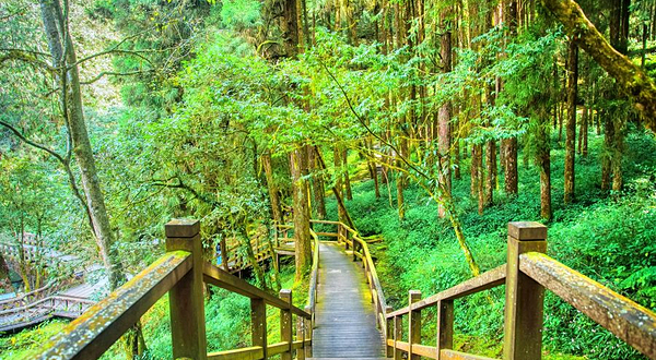 巨木群栈道