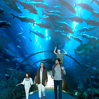 迪拜水族馆和水下动物园