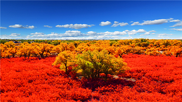 大漠胡杨林景区