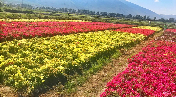 花语牧场