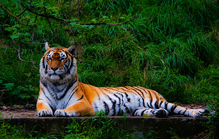 宁波野生动物园