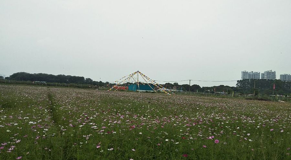 花千谷格桑花世界