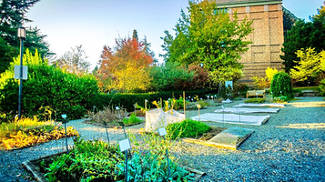 华盛顿大学草药园