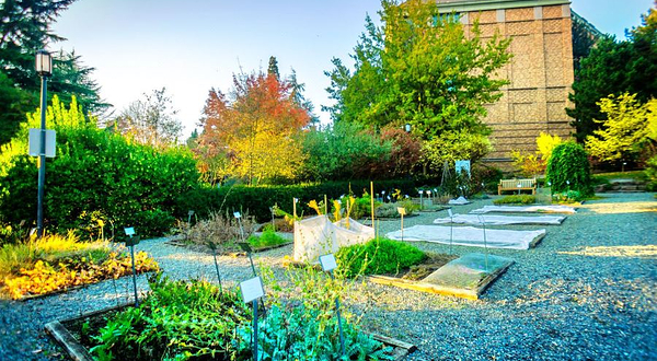 华盛顿大学草药园