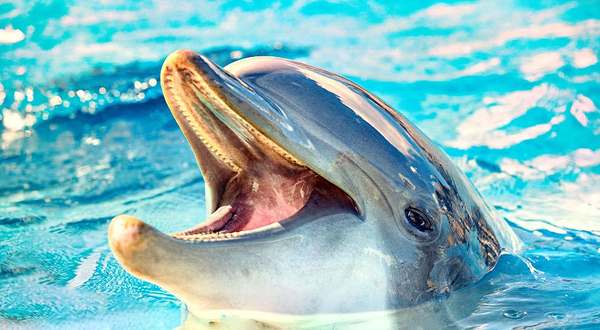 安佐尔海洋梦幻桑努达