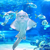 太平洋水族馆
