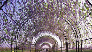 芜湖六郎湿地花海