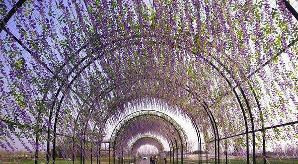 芜湖六郎湿地花海