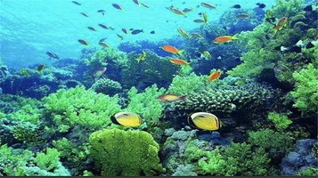 怪兽充电(金图海洋公园)