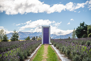 瓦纳卡薰衣草农场