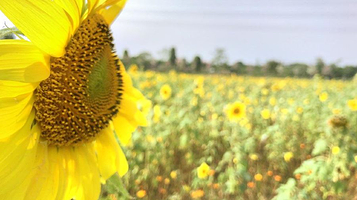 南朗天宇梦幻田园