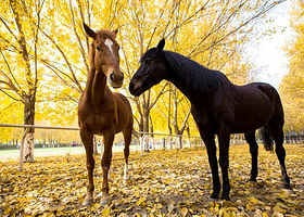 新领地骑士俱乐部