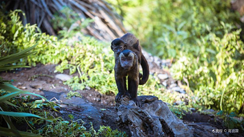 柳岸野生动物保护区