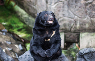 阿苏卡德利动物乐园