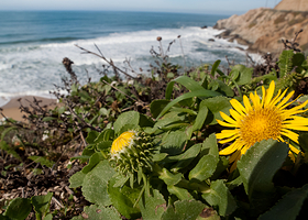 帕西菲卡州立海滩