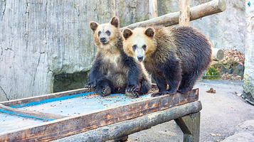昭和新山熊牧场