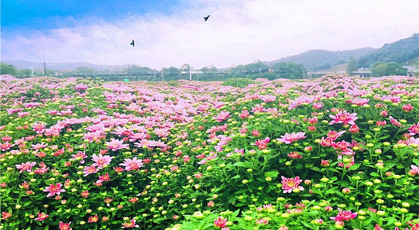 临湘菊花博览园