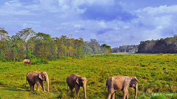 奇特旺国家公园