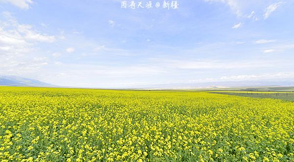 白石头