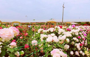 欧月花海风情园