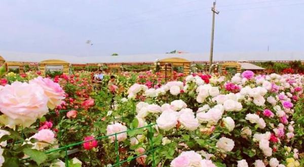 欧月花海风情园