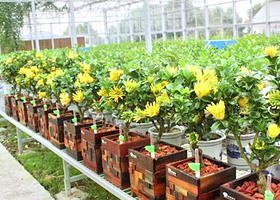 锦林佛手文化园