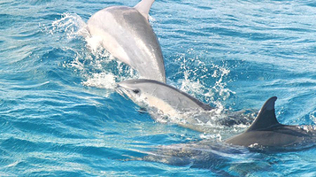 Encounter Kaikoura (Dolphin Encounter)