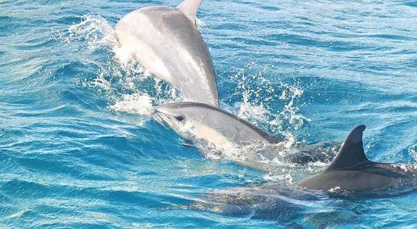 Encounter Kaikoura (Dolphin Encounter)