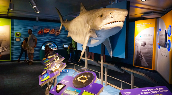新英格兰水族馆
