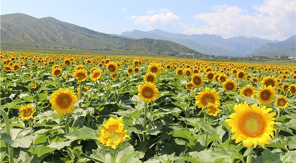 天开花海