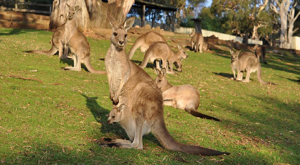 波诺朗野生动物园